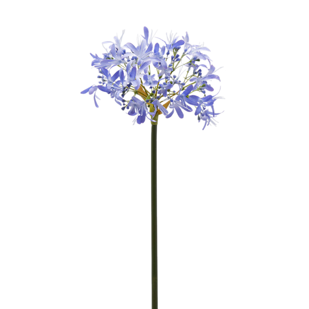 Агапантус индиго 60 см