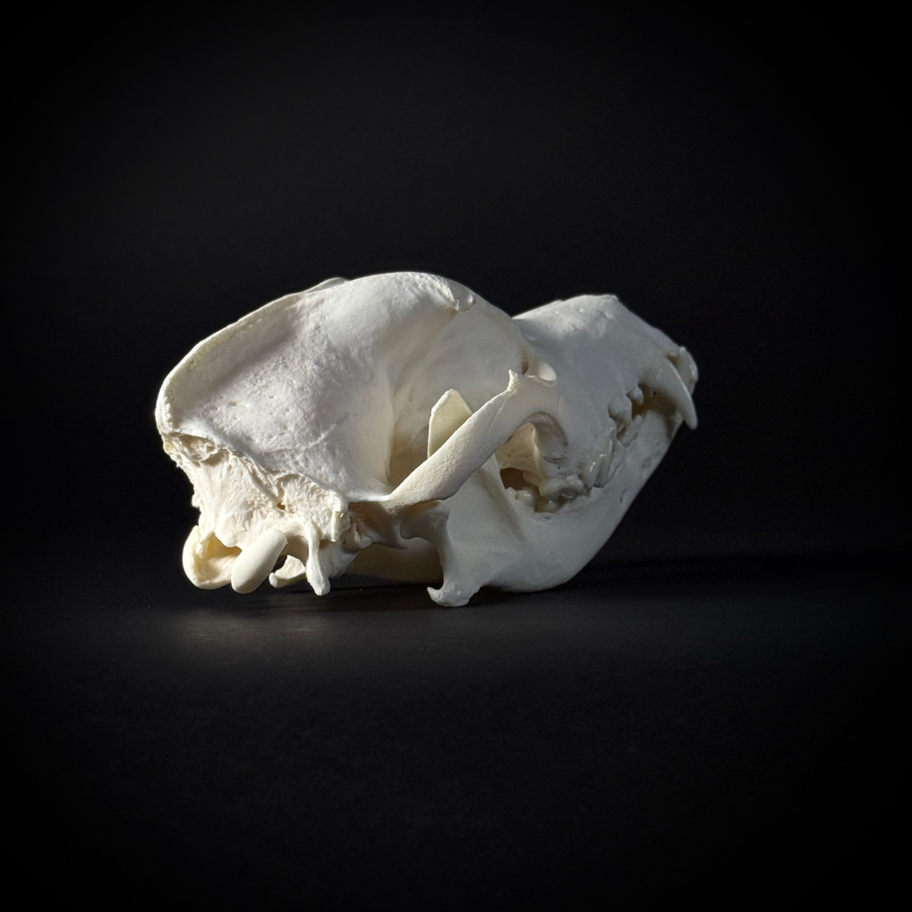 Череп собаки