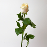 Роза Кения Шармант