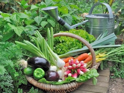 На участках ИЖС теперь нельзя выращивать овощи и фрукты?