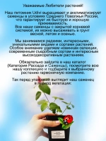 Акалифа Огненный хвост