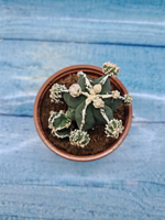 Astrophytum Myriostigma "Hakujo Fukuryu" (Астрофитум)