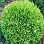 Туя западная Селена