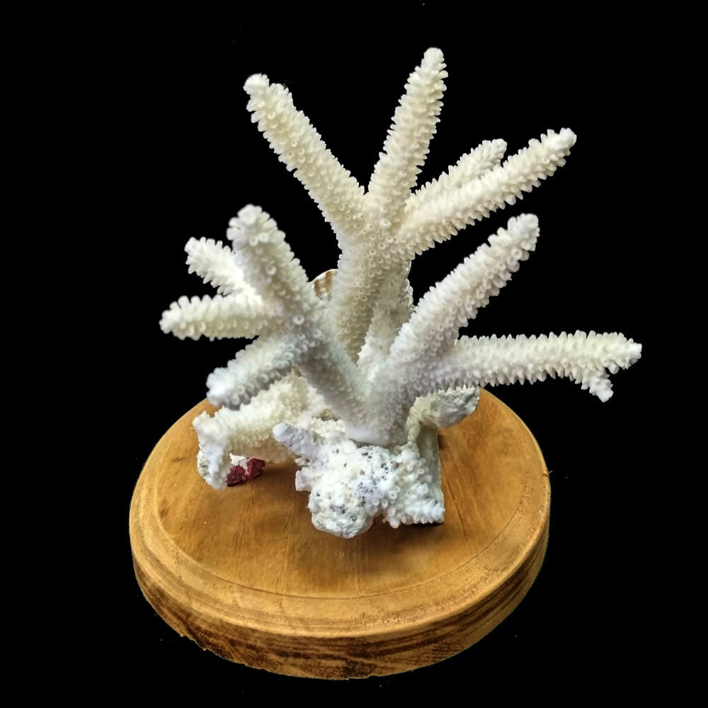 Коралл белый с раковиной на подставке