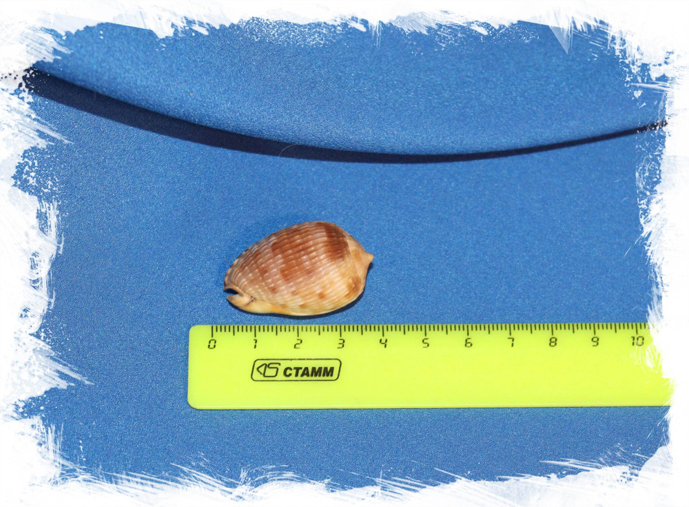 Ципрекассис тестикулус (Cypraecassis testiculus) размер 3,5 см.