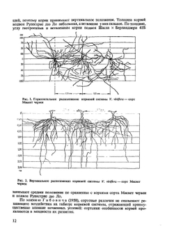 Физиология винограда и основы его возделывания. Том 2 Рост и развитие виноградной лозы | К. Стоев
