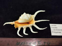 Лямбис Кроката 130-150мм