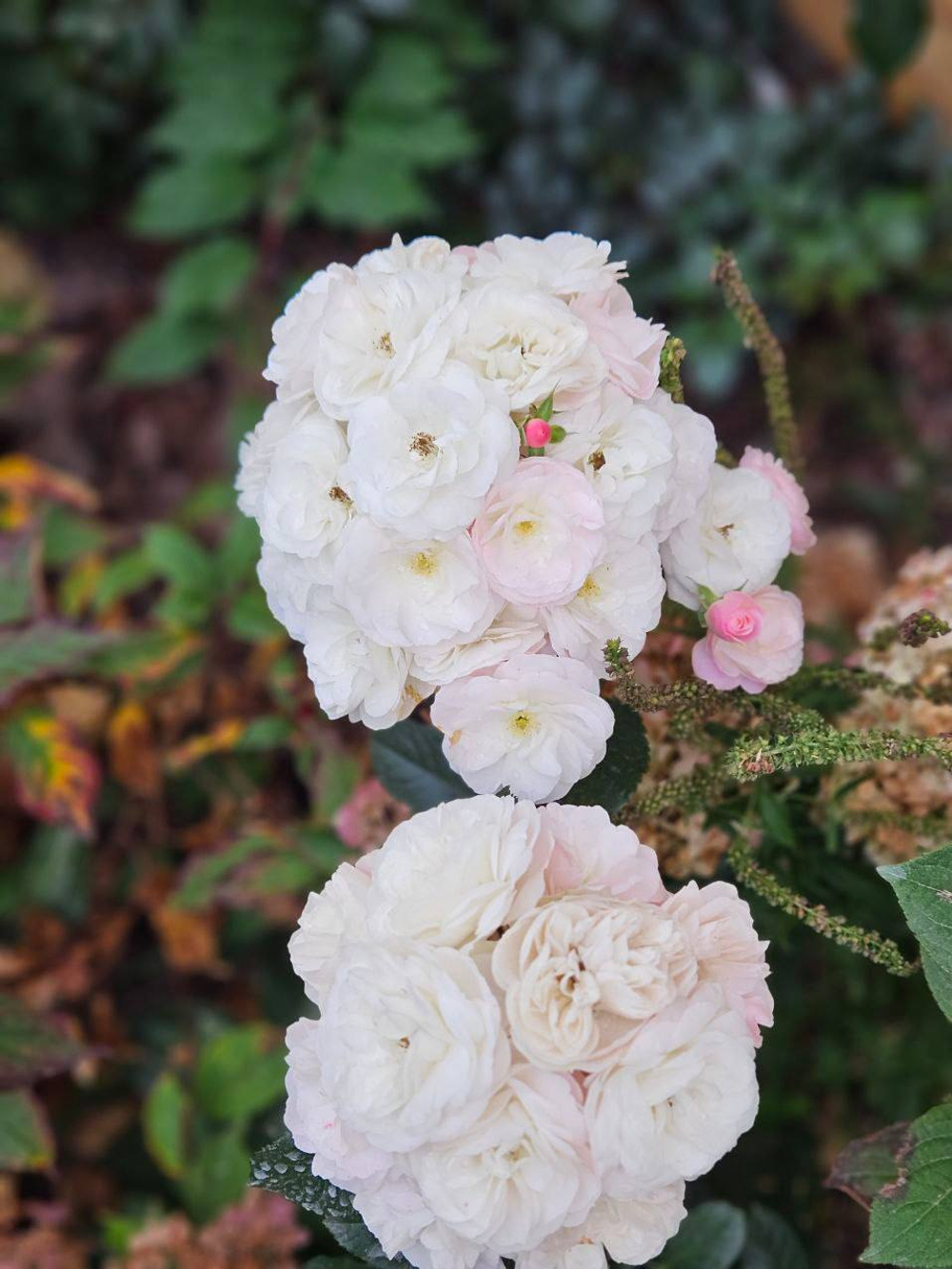 Роза Буке Парфе штамб 135 см Закупка М21 весна 2026