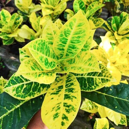 Кротон AYU GREEN