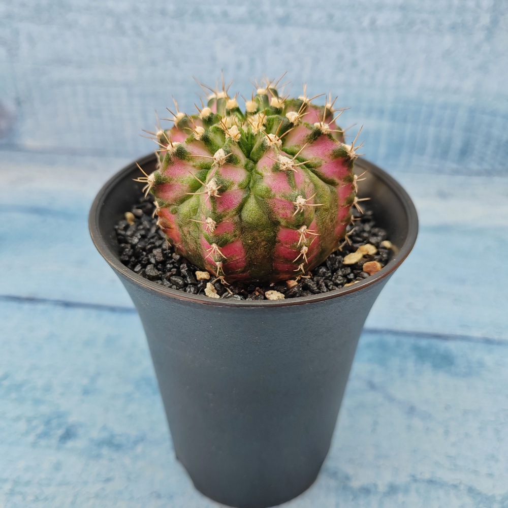 Gymnocalycium T-Rex Pink hybride (Гимнокалициум T-rex)