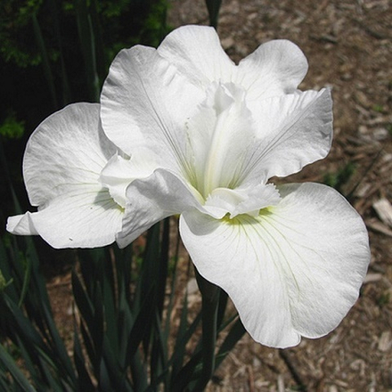 Ирис сибирский Gull`s Wing