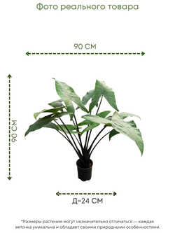White Aesthetic Indoor Plant Sale Instagram Story