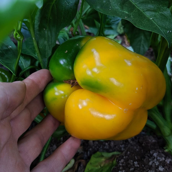 ЭРЛИ САНСЕЙШН F1 семена перца сладкого (Seminis | Alexagro) – фото 4