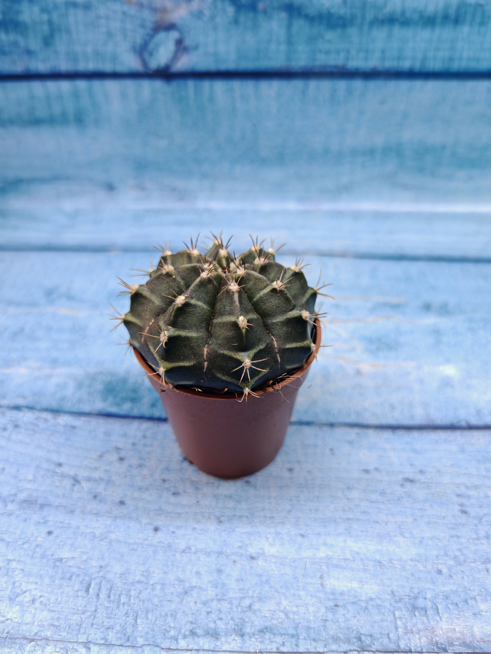 Gymnocalycium Friedrichii (Гимнокалициум)