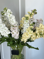 Маттиола лимонная