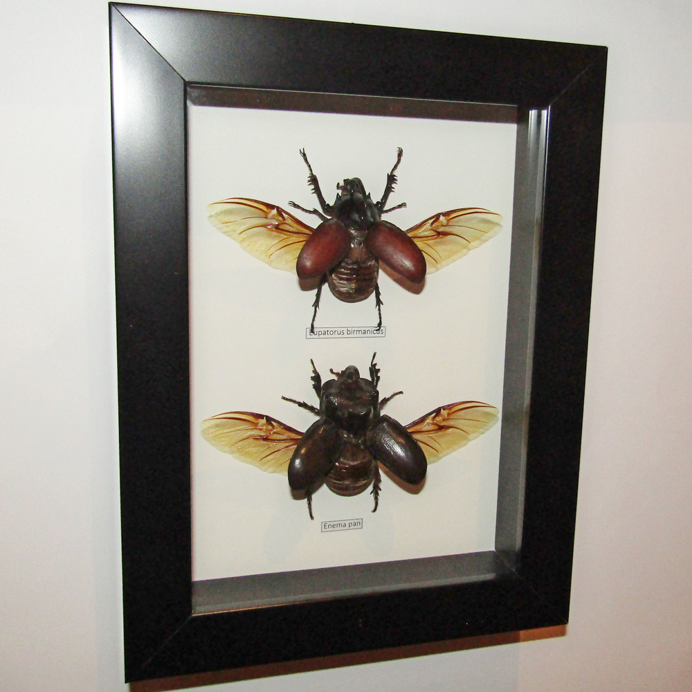 Жуки Носороги в рамке