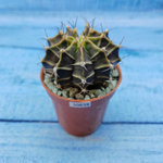 Gymnocalycium Friedrichii (Гимнокалициум)