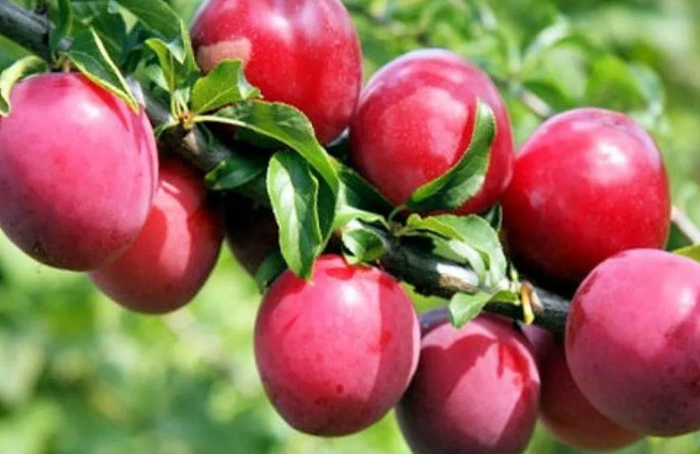 Алыча Кубанская комета ЗКС контейнер 5-7,5л, 3х летний саженец май 26