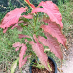 Сингониум RED SLENDER