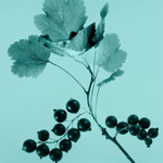 Tiffany & Co. Tiffany & Co. Sheer Туалетная вода для женщин