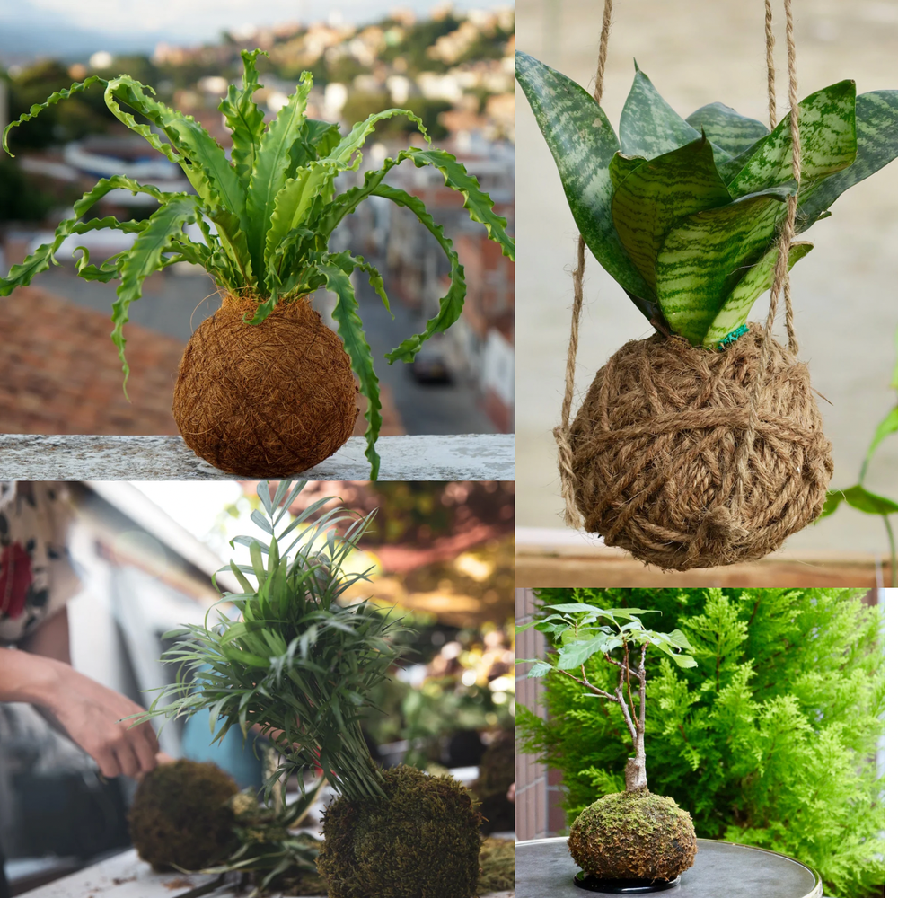 🌱 Мастер-класс «Кокедама» — японская планета в мхе