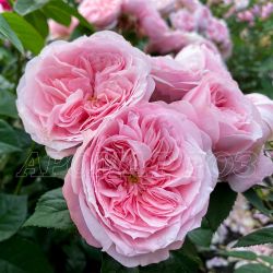 Шато Барбероллес (Chateau Barbeyrolles)