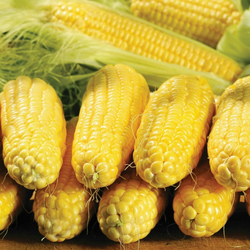 Кукуруза Спирит F1 (50шт)  Витагрин Профи