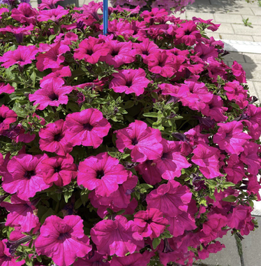 32462 Петуния Surfinia Trailing Big Purple (Весна 2026)