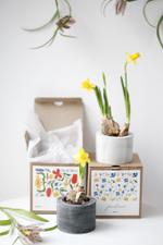 Кашпо бетонное цилиндр 8/5 серый с первоцветом