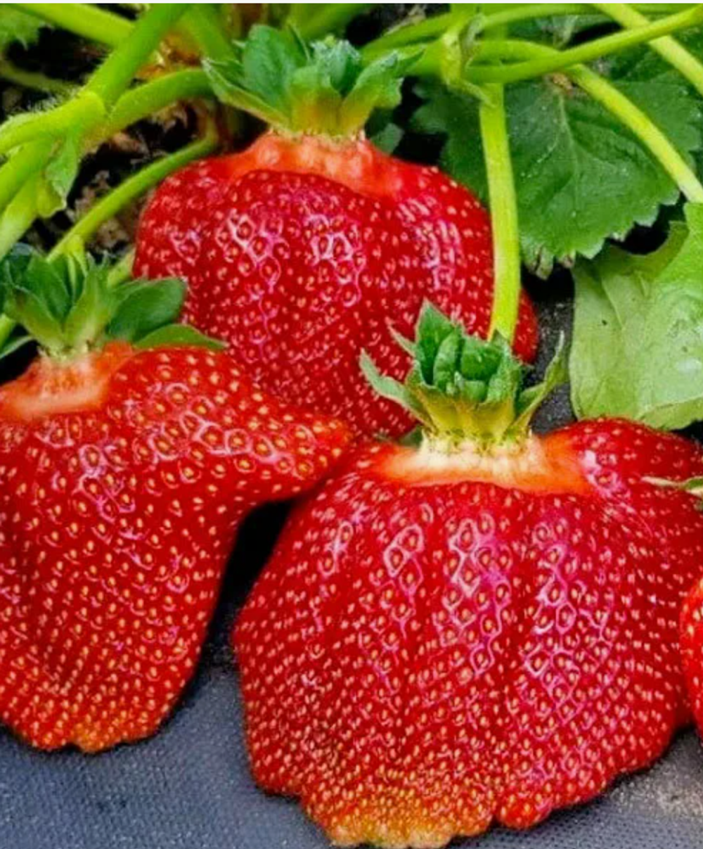 Клубника Азия рассада меристема