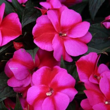 1171 Бальзамин НГ Odyssey Compact Hestia (Весна 2026)