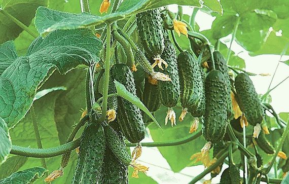 ЭКОЛЬ F1 семена огурца партенокарпического (Syngenta) отзывы