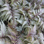 Кочедыжник гибридный "Silver Faiis". Athyrium "Silver Faiis".