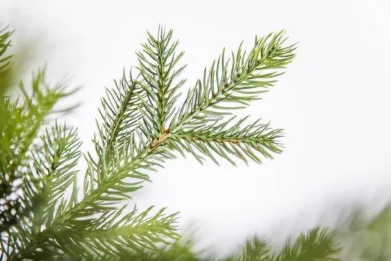 Ель Датская 260 см., литая хвоя+пвх, Black Box (74119)