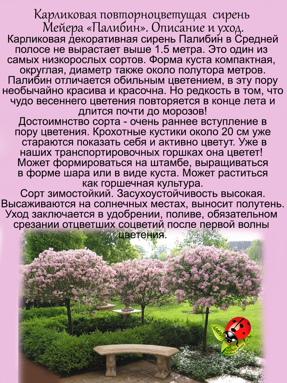 Сирень Палибин повторноцветущая карликовая