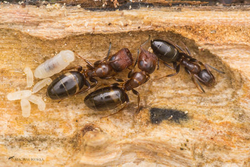 Муравьи Colobopsis truncatus (пробкоголовый муравей)