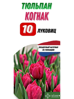 Тюльпан Луковица, Когнак, 10шт
