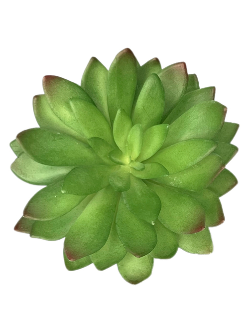 Суккулент 113 зеленый