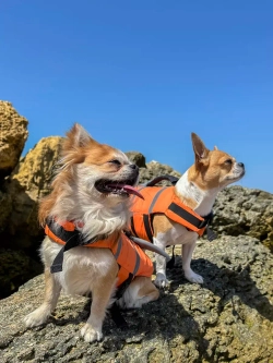 Спасательный жилет для собак и всех животных