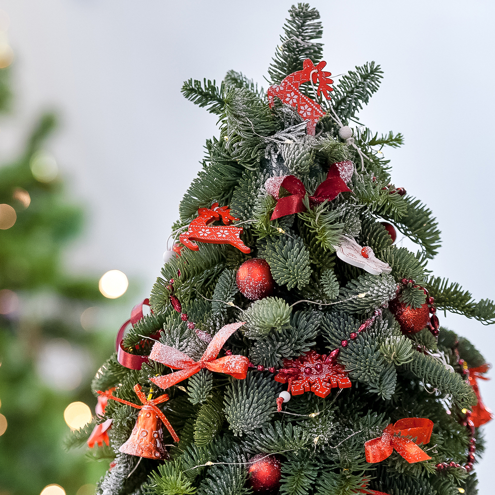 Елка из нобилиса в керамической вазе