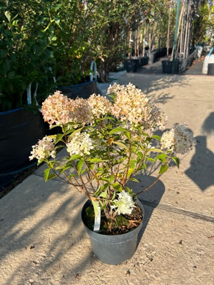 Гортензия метельчатая Royal Flower