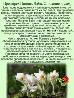 Подснежник Пинвил Вайт белый прострел