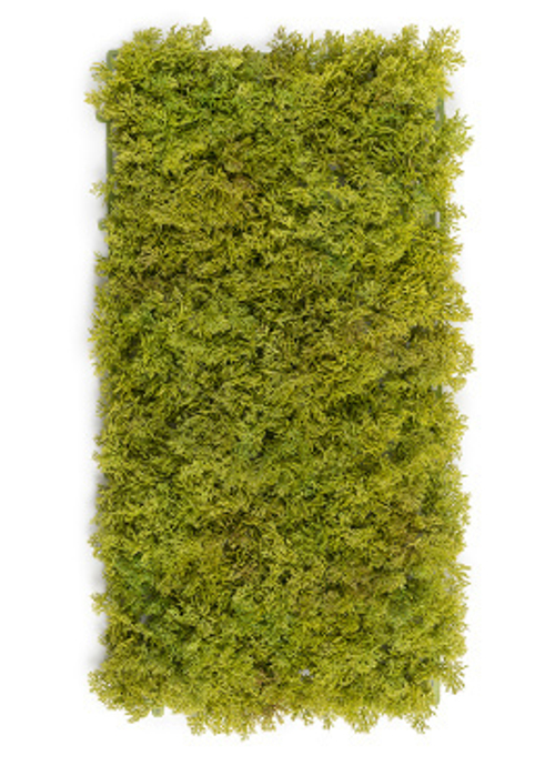 Мох Ягель светло-зелёный микс (коврик)
