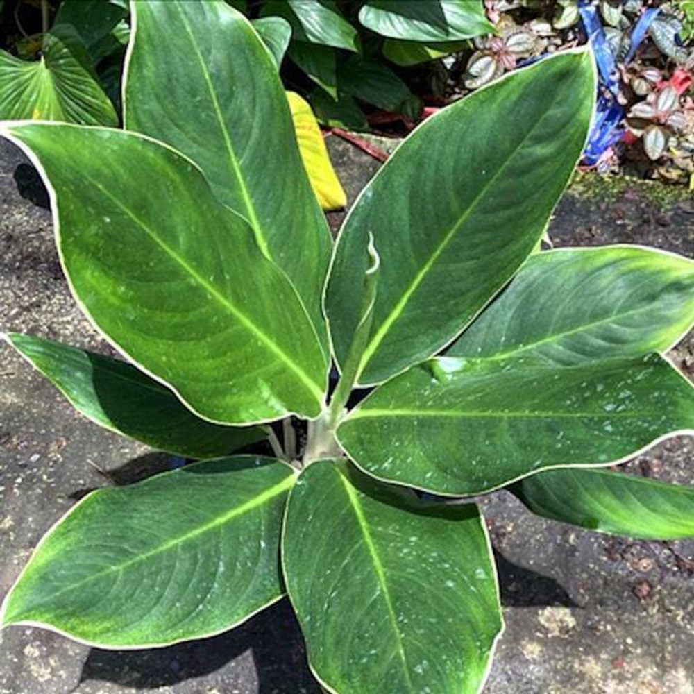 Аглаонема YOK KANJANA