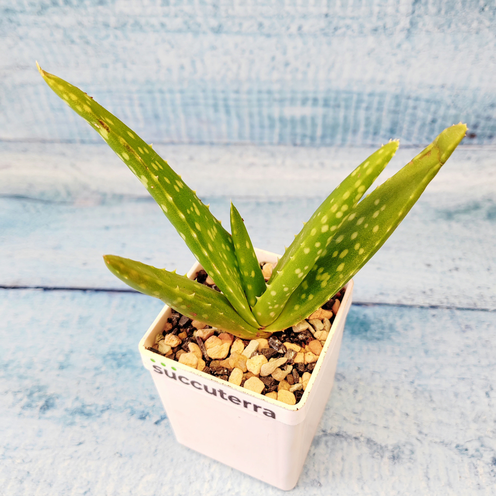 Aloe Vera (Алоэ Вера)