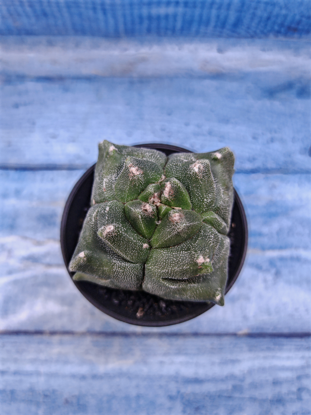 Astrophytum Myriostigma monstrosa (Астрофитум)