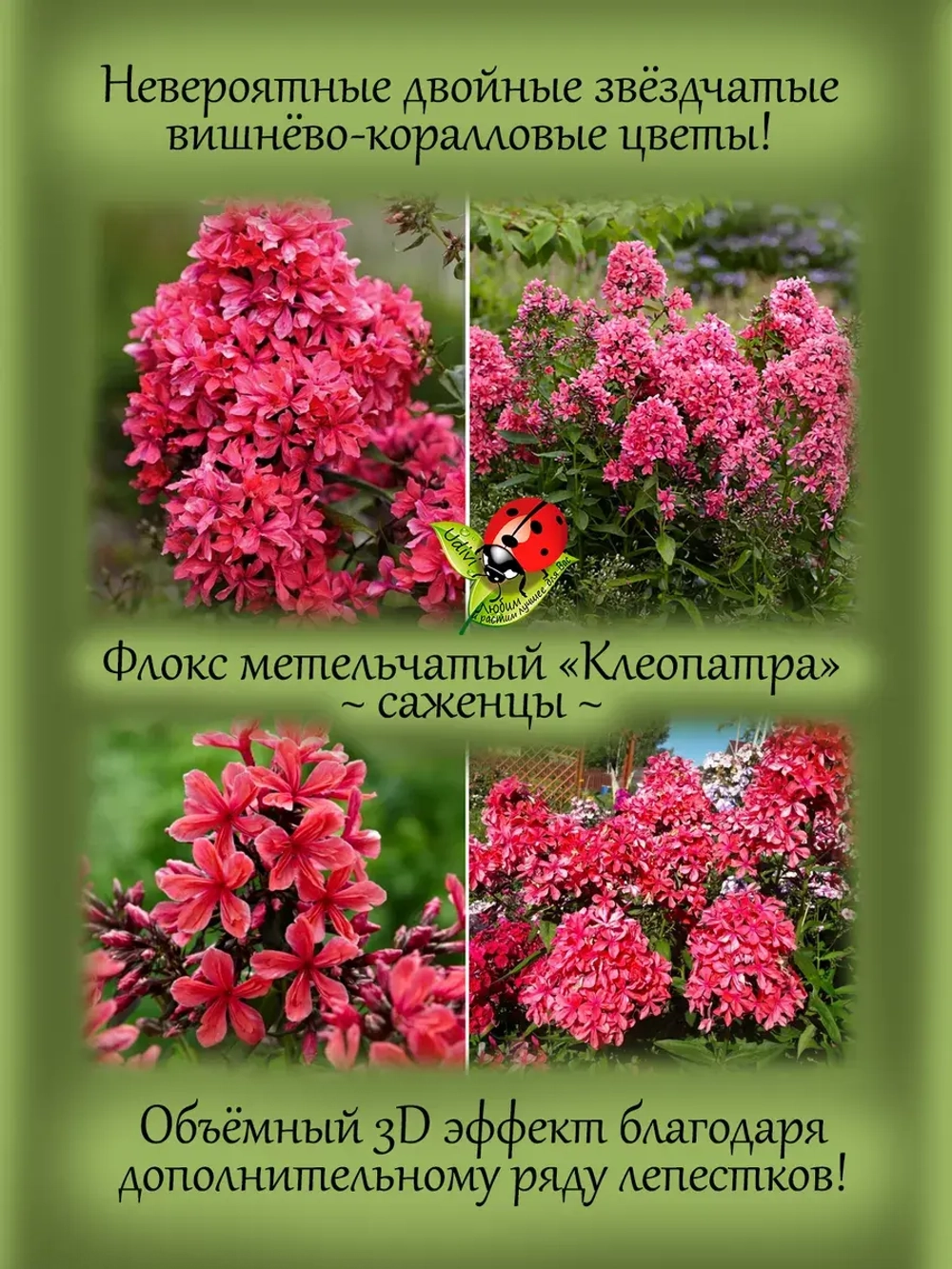 Флокс метельчатый Клеопатра красный