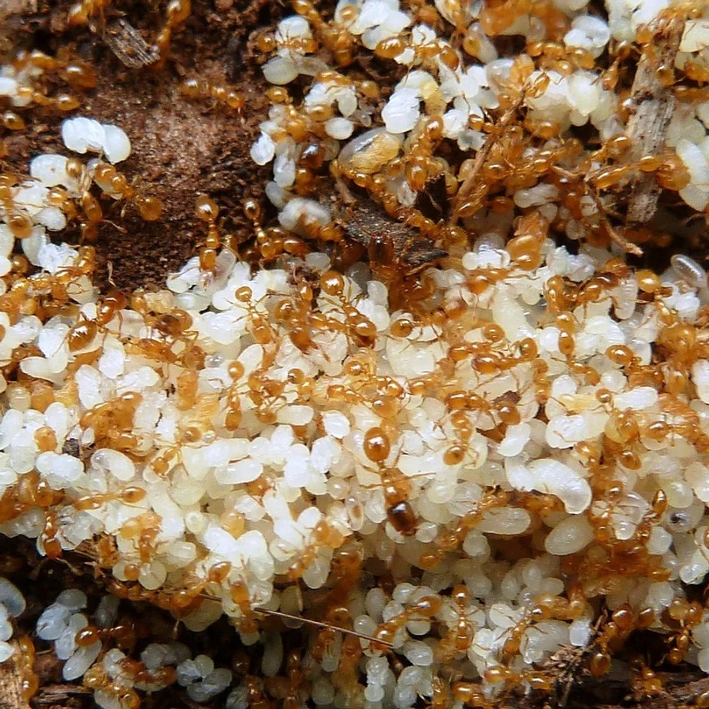 Муравьи Solenopsis geminata (Огненный муравей)