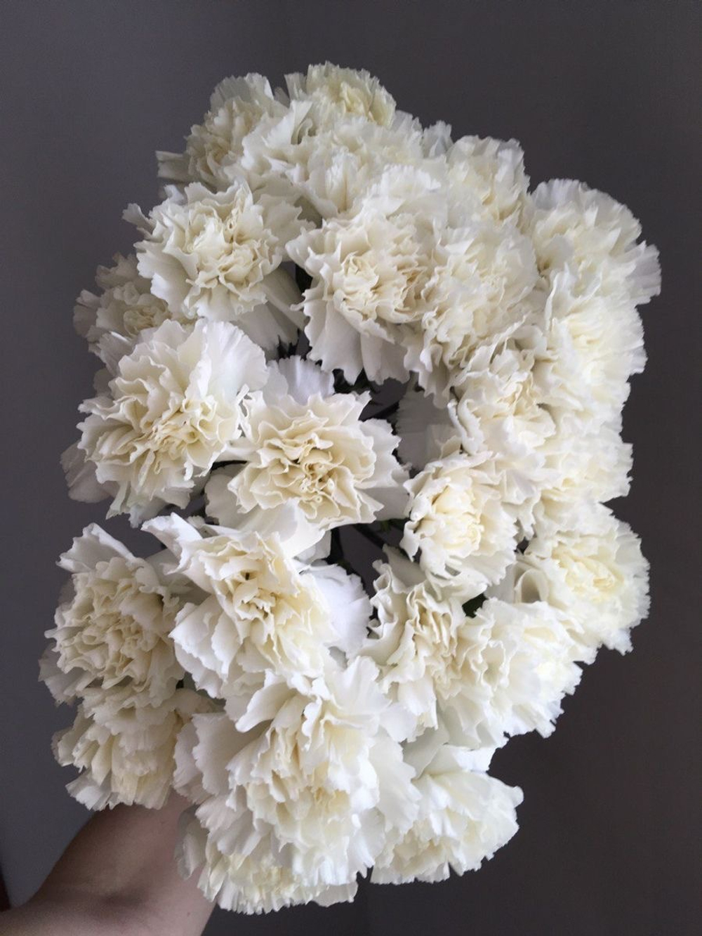 Гвоздика белая