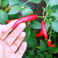 Перец Пепперони Итальянский Классический - Pepperoni Pepper